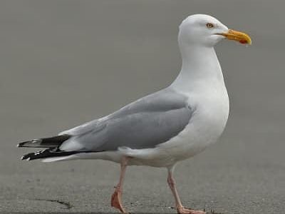 ANIMAUX : le problème des goélands à Villers-sur-Mer