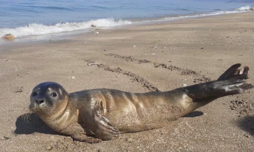 ANIMAUX : petite visite hier matin sur notre plage