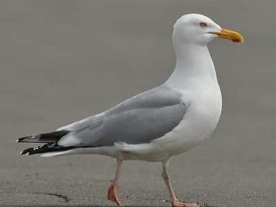 ANIMAUX : la Mairie souhaiterait intervenir sur la régulation DOUCE ‼️ des goélands dans notre ville