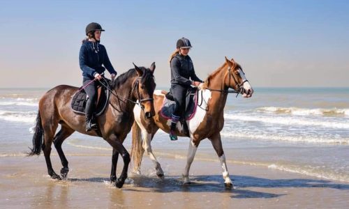 ANIMAUX : nouvel arrêté municipal concernant les chevaux sur la plage