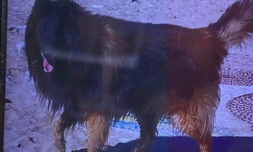 ANIMAUX : chien perdu à Villers-sur-Mer. Aidez-nous!