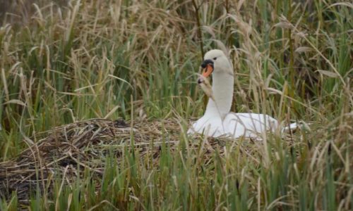 ANIMAUX : Rappel ! ‼️ la fermeture momentanée d’une partie du marais a été décidée pour protéger une couvée de cygnes