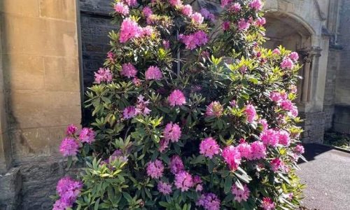 ESPACES VERTS : un rhododendron sous haute protection !