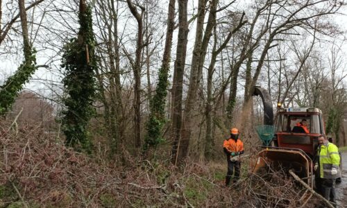 LA MAIRIE À VOTRE SERVICE : nous taillons et entretenons des arbres et allons bientôt en planter beaucoup d’autres