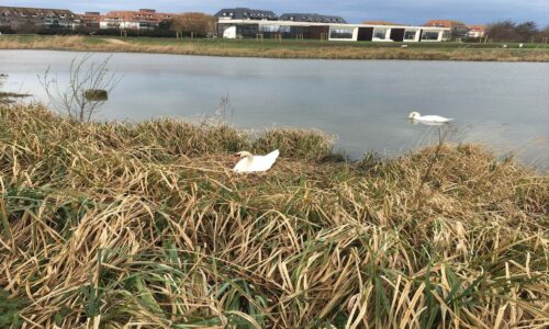 ANIMAUX : respectez les cygnes et leurs nids !