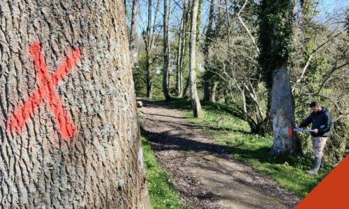 Une coupe sanitaire dans le parc San Carlo