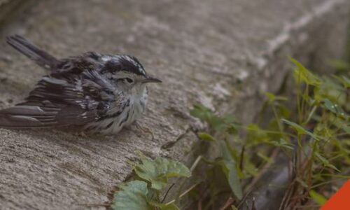 Que faire face à un jeune animal qui semble en détresse ?