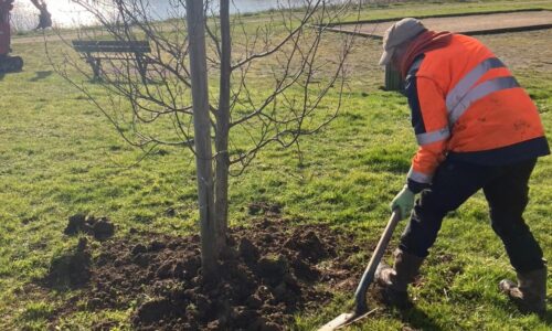 Environnement | Des plantations en cours pour une ville plus verte !